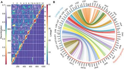 Genetic analysis and QTL mapping of domestication-related traits in chili pepper (Capsicum annuum L.)